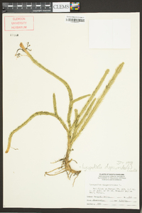 Lycopodiella alopecuroides image