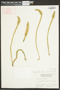 Lycopodiella alopecuroides image