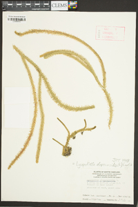 Lycopodiella alopecuroides image