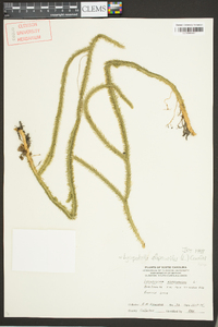 Lycopodiella alopecuroides image