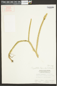 Lycopodiella alopecuroides image