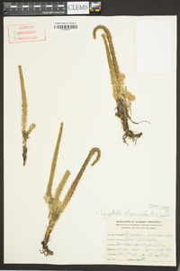 Lycopodiella alopecuroides image