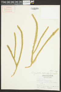 Lycopodiella alopecuroides image