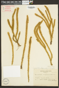 Lycopodiella alopecuroides image