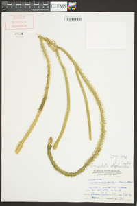 Lycopodiella alopecuroides image