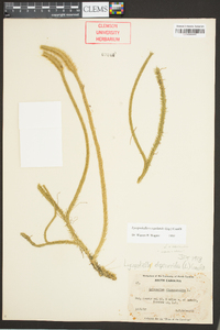 Lycopodiella x copelandii image