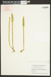 Lycopodiella alopecuroides image