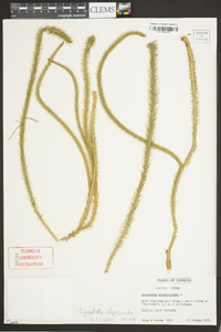 Lycopodiella alopecuroides image