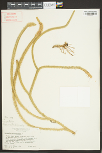 Lycopodiella alopecuroides image