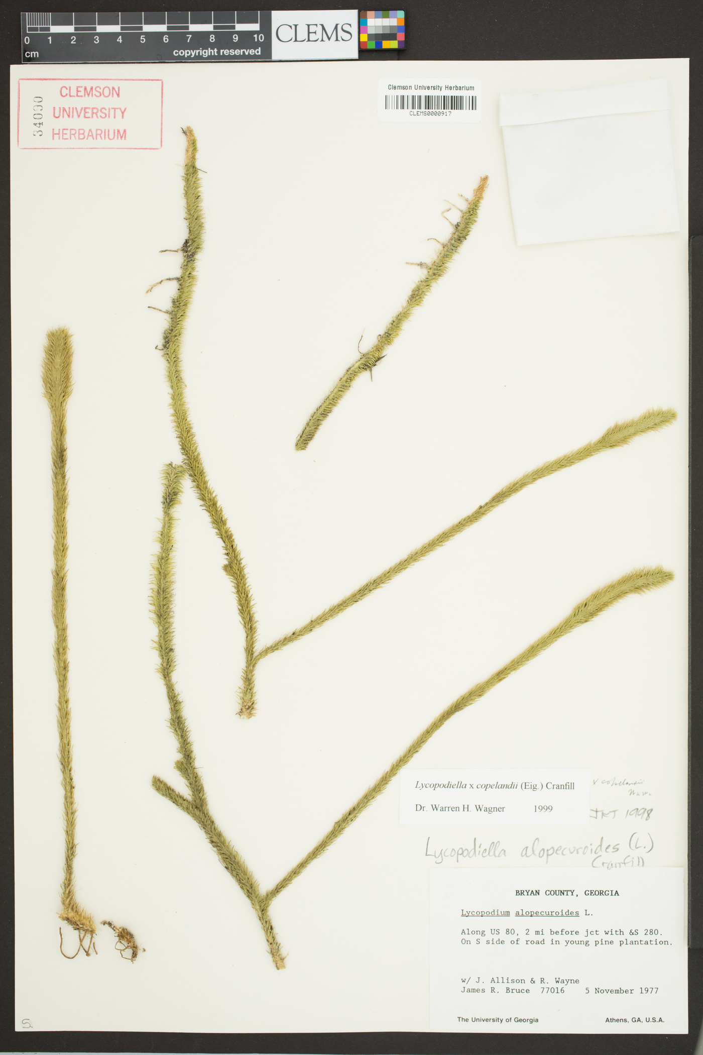 Lycopodiella x copelandii image