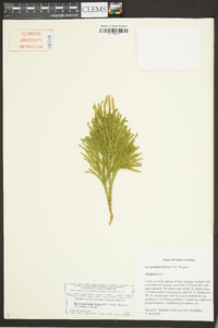 Dendrolycopodium hickeyi image