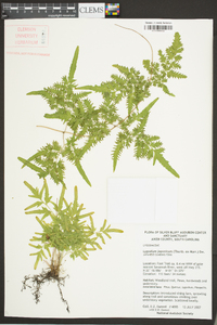 Lygodium japonicum image