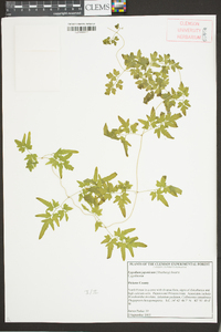 Lygodium japonicum image