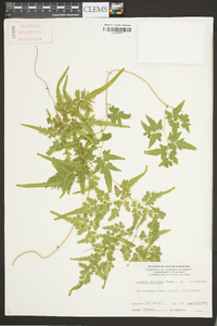 Lygodium japonicum image