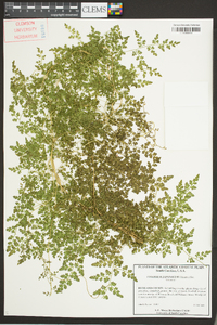 Lygodium japonicum image