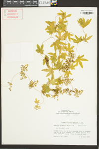 Lygodium palmatum image