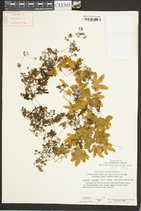 Lygodium palmatum image