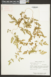 Lygodium japonicum image