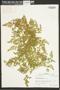 Lygodium japonicum image