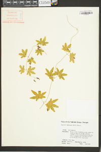 Lygodium palmatum image