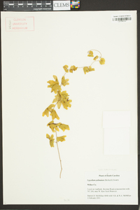 Lygodium palmatum image