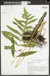 Onoclea sensibilis var. sensibilis image