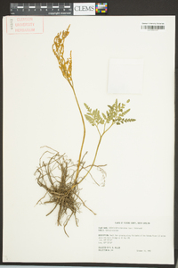 Sceptridium biternatum image