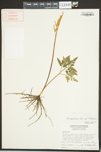 Sceptridium biternatum image