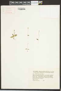 Ophioglossum nudicaule image