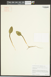 Ophioglossum vulgatum image