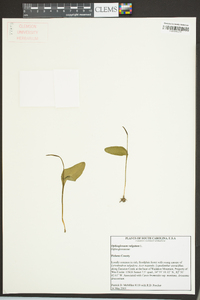 Ophioglossum vulgatum image