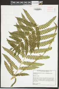 Osmundastrum cinnamomeum var. glandulosum image