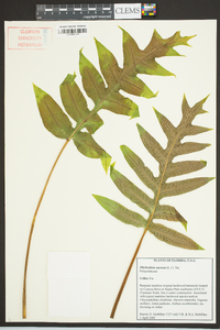 Phlebodium aureum image