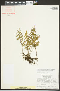 Pleopeltis polypodioides subsp. michauxiana image