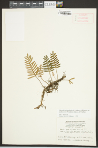 Pleopeltis polypodioides image