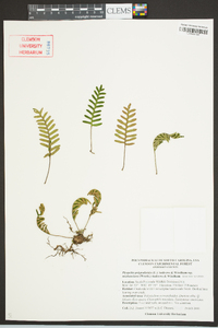 Pleopeltis polypodioides subsp. michauxiana image