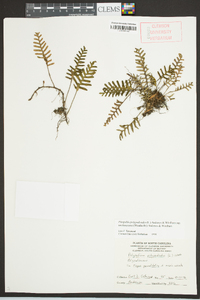 Pleopeltis polypodioides subsp. michauxiana image