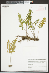 Pleopeltis polypodioides subsp. michauxiana image