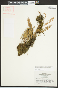 Pleopeltis polypodioides image