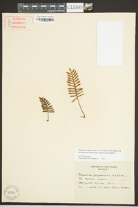 Pleopeltis polypodioides image