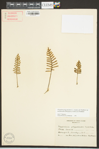 Pleopeltis polypodioides subsp. michauxiana image