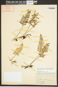 Pleopeltis polypodioides subsp. michauxiana image