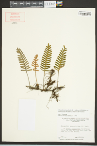 Pleopeltis polypodioides subsp. michauxiana image