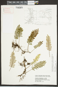 Pleopeltis polypodioides subsp. michauxiana image