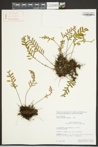 Pleopeltis polypodioides subsp. michauxiana image