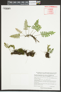 Pleopeltis polypodioides subsp. michauxiana image