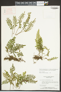 Pleopeltis polypodioides subsp. michauxiana image