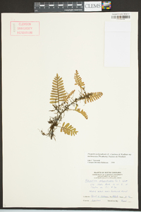 Pleopeltis polypodioides subsp. michauxiana image