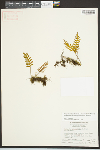 Pleopeltis polypodioides image