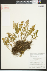 Pleopeltis polypodioides image